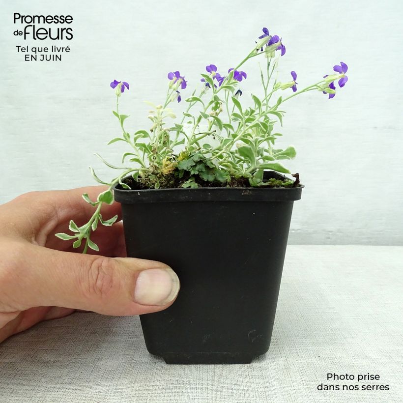 Aubrieta Dr Mules Variegated Godet de 9cm sample as delivered in summer