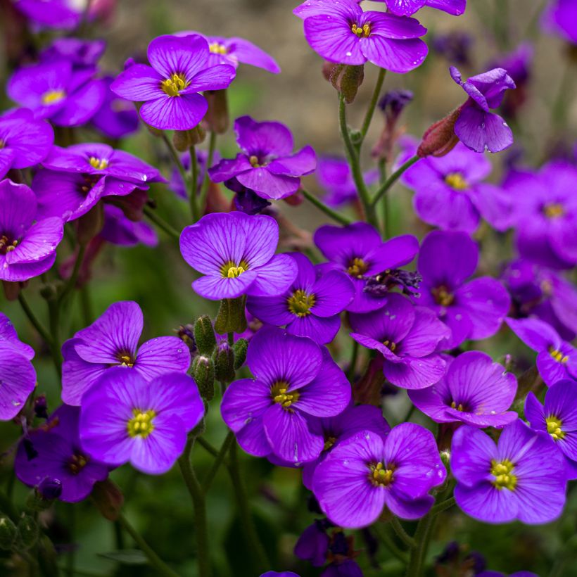 Aubrieta Cascade Purple (Flowering)