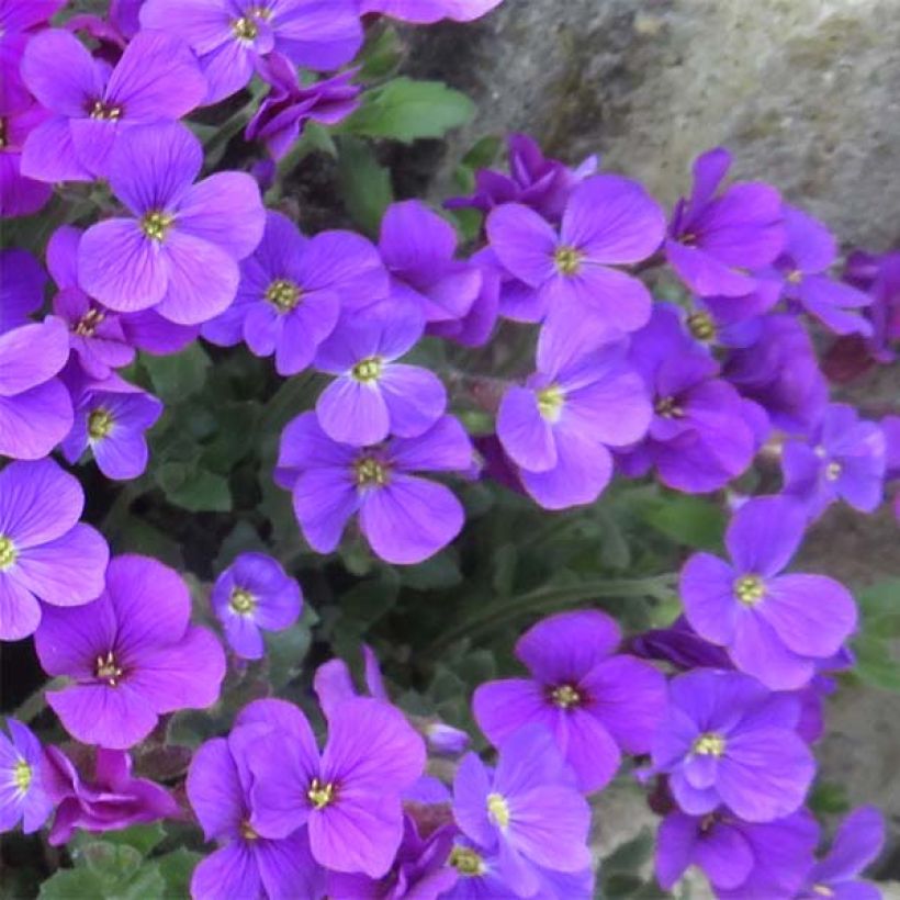 Aubrieta Purple Cascade (Flowering)