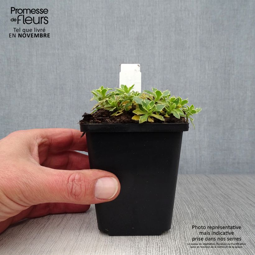 Aubrieta Argenteovariegata 8/9 cm pot sample as delivered in autumn