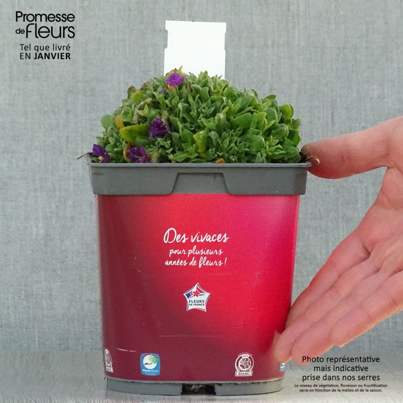 Aubriète Florado Rose-Red - Aubrieta gracilis Pot de 2L/3L sample as delivered in winter