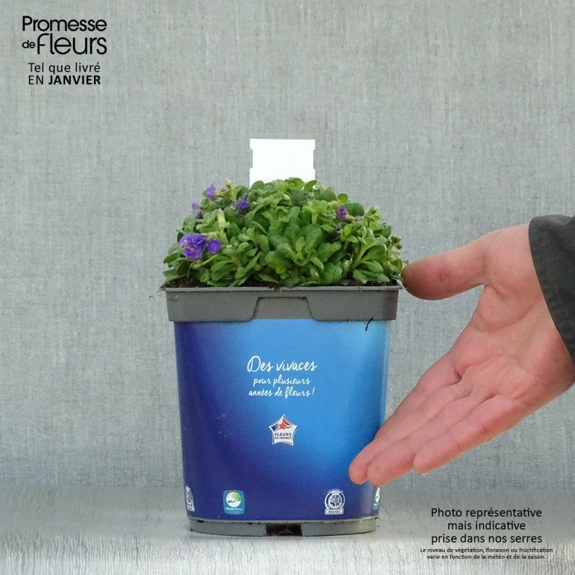 Aubriete Kitte® Bleu (Blue)  - Aubrieta x gracilis en pot de 2/3 L Pot de 2L/3L sample as delivered in winter