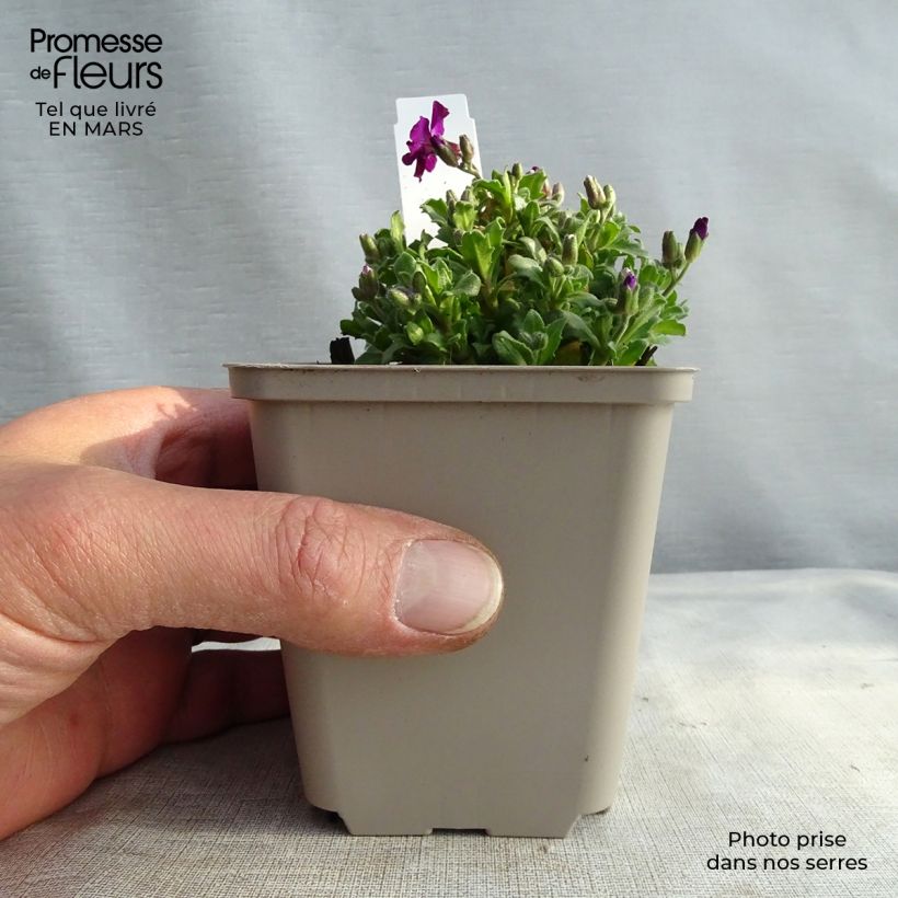 Aubrieta Red Carpet 8/9 cm pot sample as delivered in spring