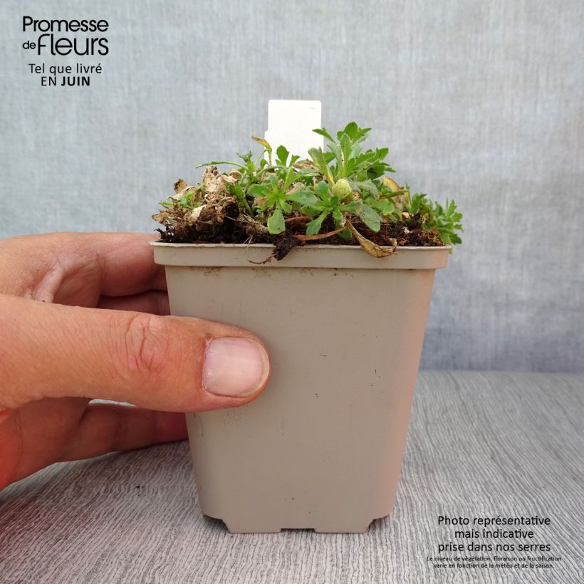Aubrieta Fiona 8/9 cm pot sample as delivered in summer