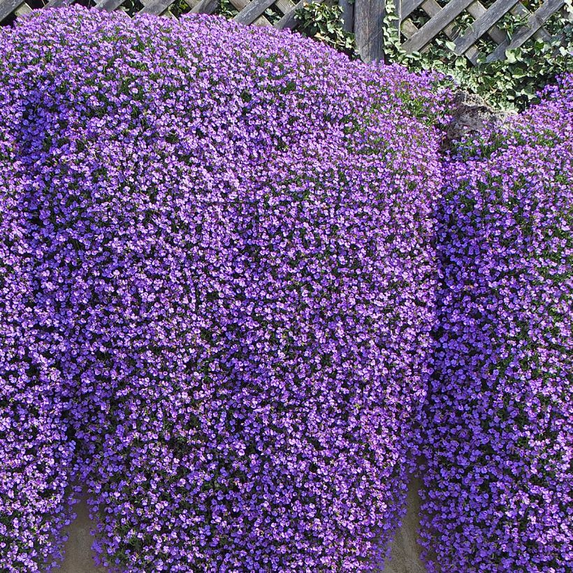 Aubrieta Cascade Blue (Plant habit)