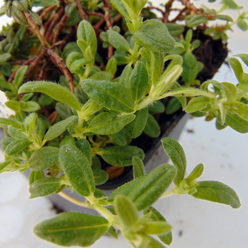 Aubrieta Red Cascade (Foliage)