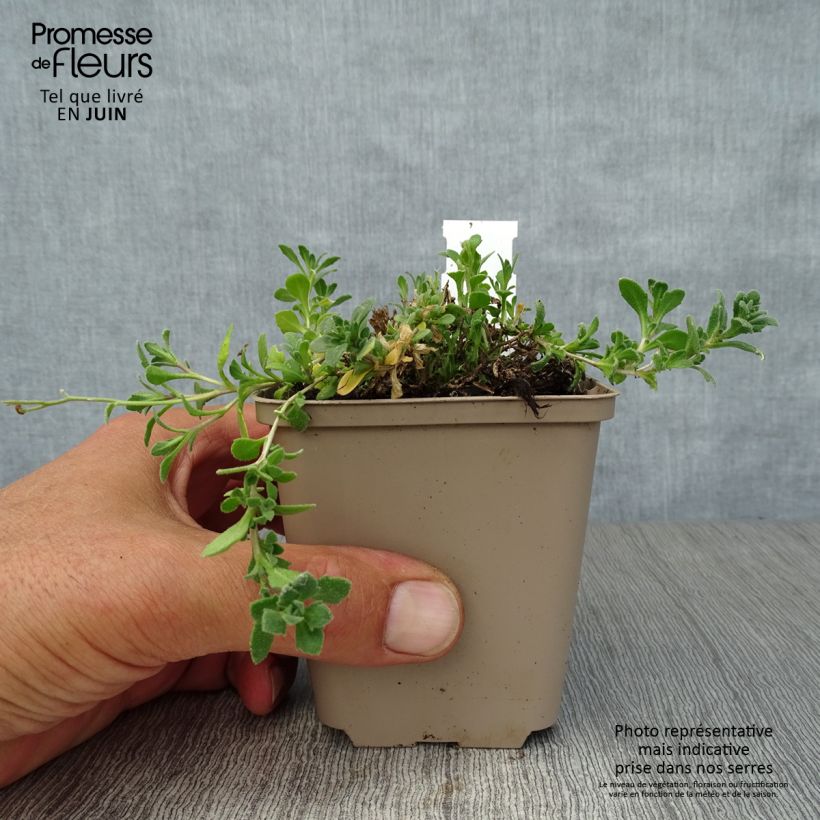 Aubrieta Purple Cascade 8/9 cm pot sample as delivered in summer