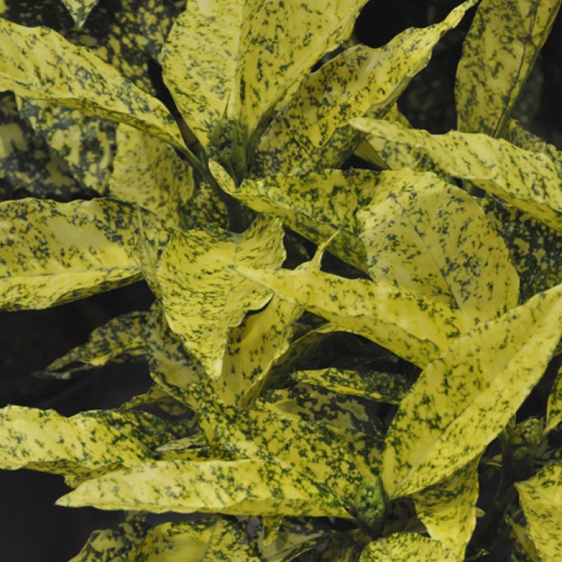 Aucuba japonica Golden King- Spotted Laurel (Foliage)