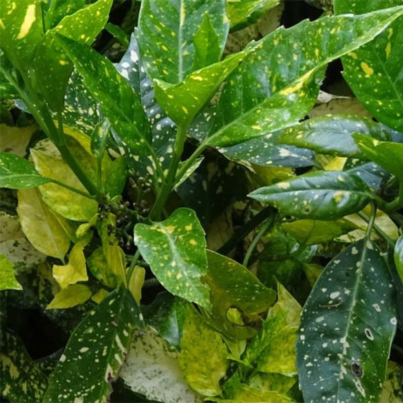 Aucuba japonica (Foliage)