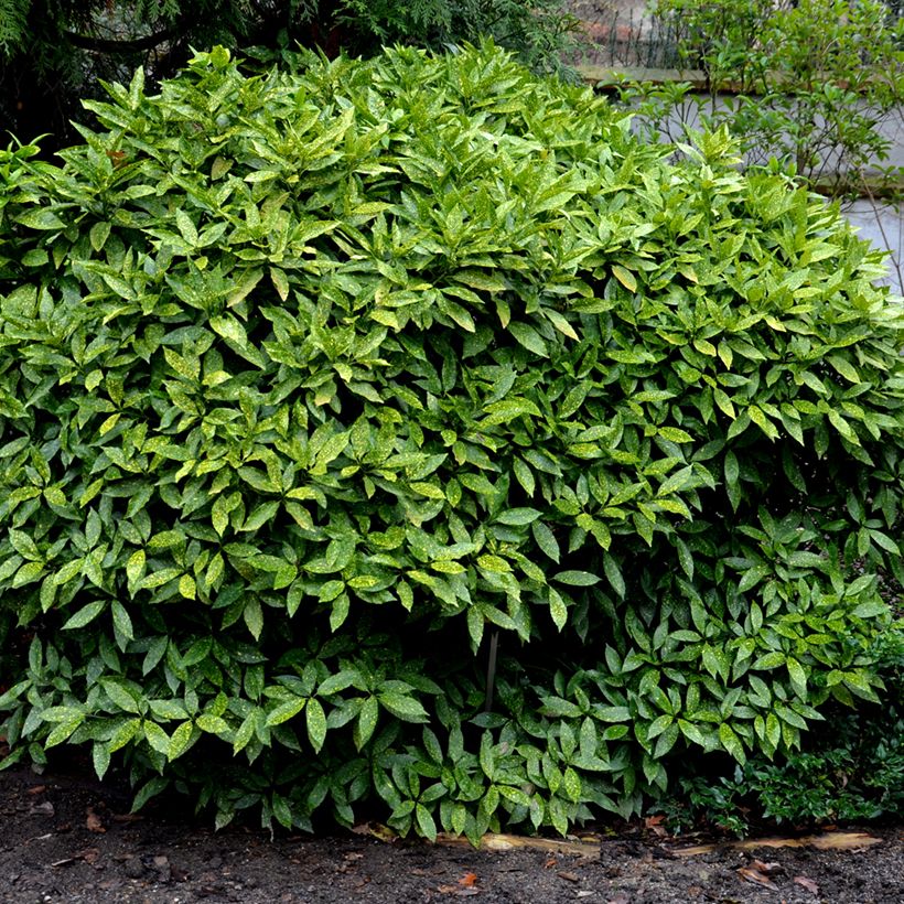 Aucuba japonica Crotonifolia- Spotted Laurel (Plant habit)