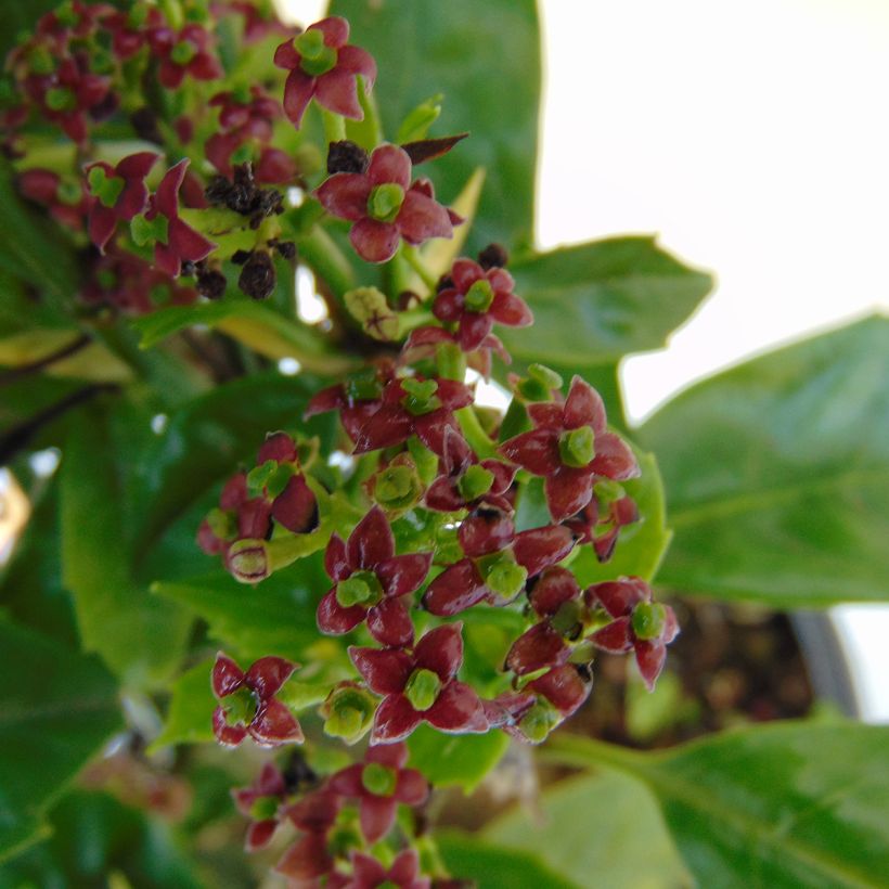 Aucuba japonica (Flowering)