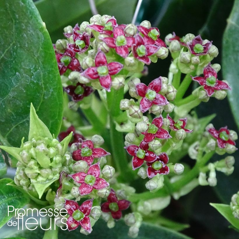 Aucuba Japonica Rozannie- Spotted Laurel (Flowering)