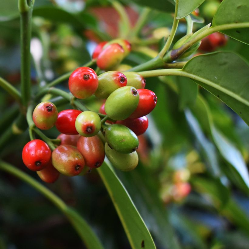 Aucuba Japonica Rozannie- Spotted Laurel (Harvest)