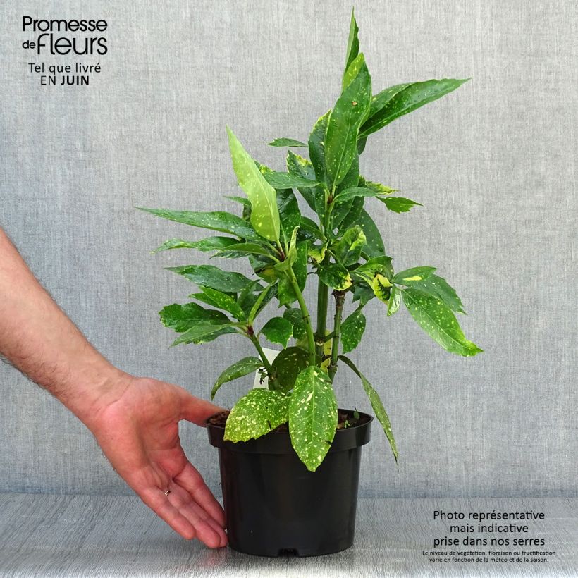 Aucuba japonica Variegata- Spotted Laurel 2L/3L pot sample as delivered in summer