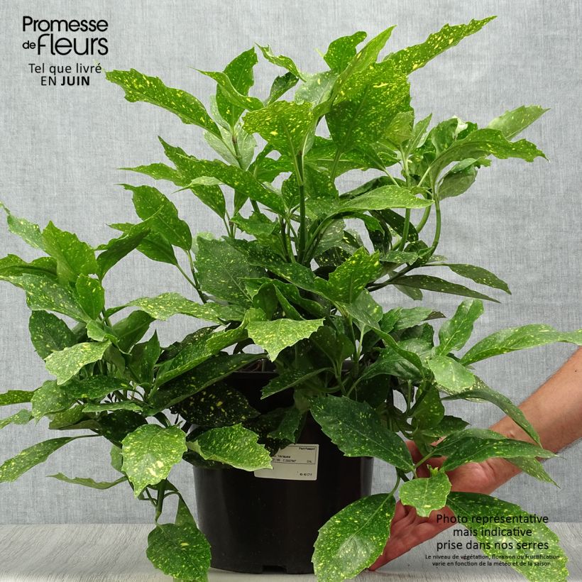 Aucuba japonica Variegata- Spotted Laurel 7.5L/10L pot sample as delivered in summer