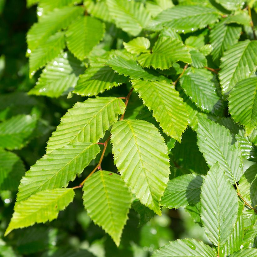 Alnus incana (Foliage)