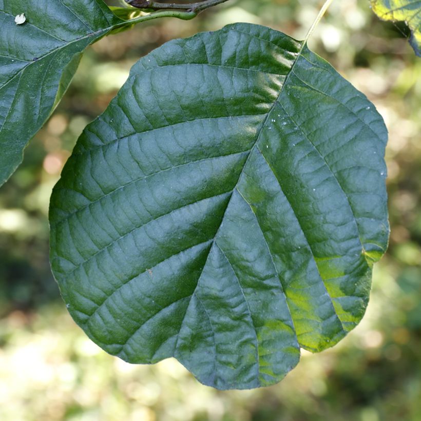 Alnus glutinosa (Foliage)