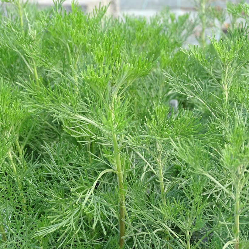 Artemisia abrotanum (Foliage)