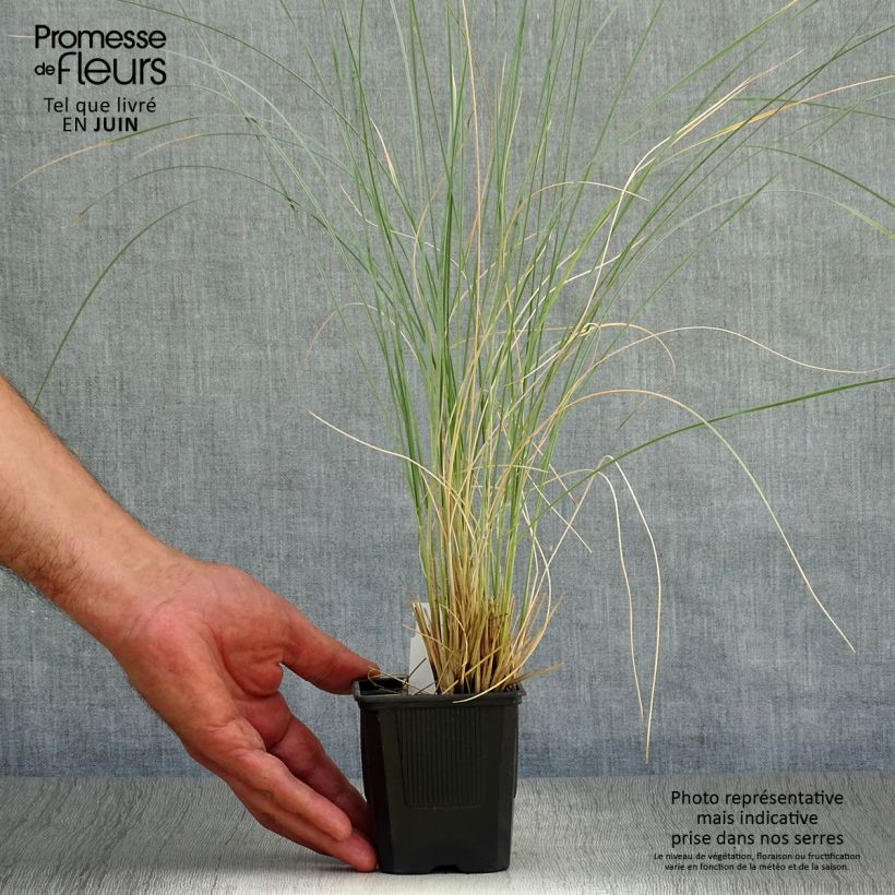 Helictotrichon sempervirens Pendula - Blue oat grass 8/9 cm pot sample as delivered in summer