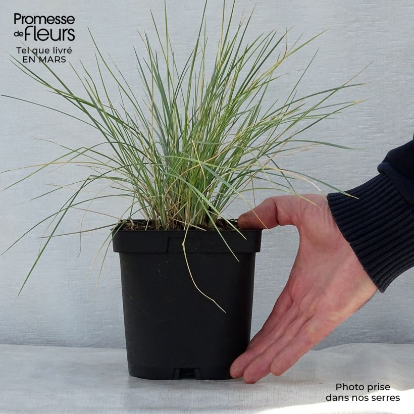Helictotrichon sempervirens - Blue oat grass sample as delivered in spring