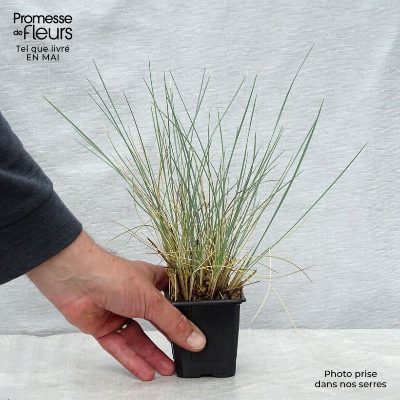 Helictotrichon sempervirens - Blue oat grass sample as delivered in spring