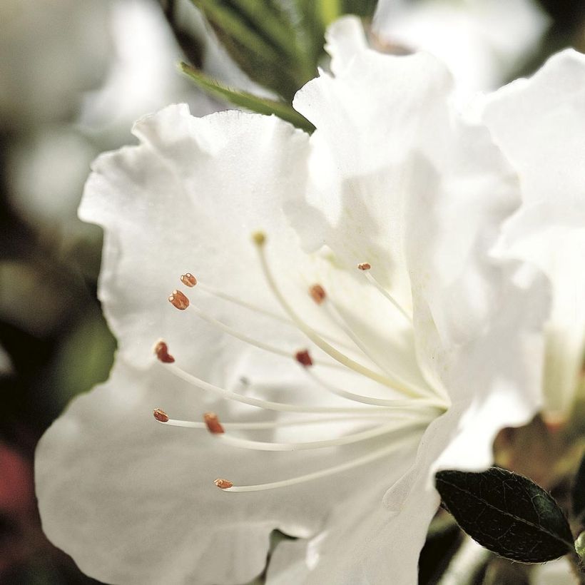 Azalea japonica ENCORE Ivory Roblev (Flowering)