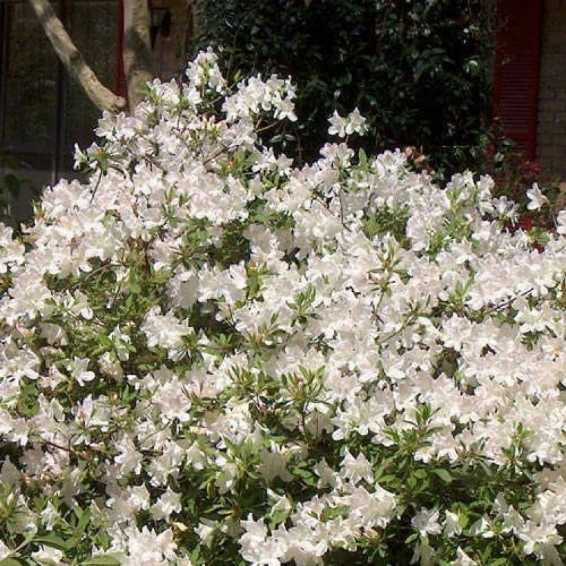 Azalea japonica ENCORE Ivory Roblev (Plant habit)