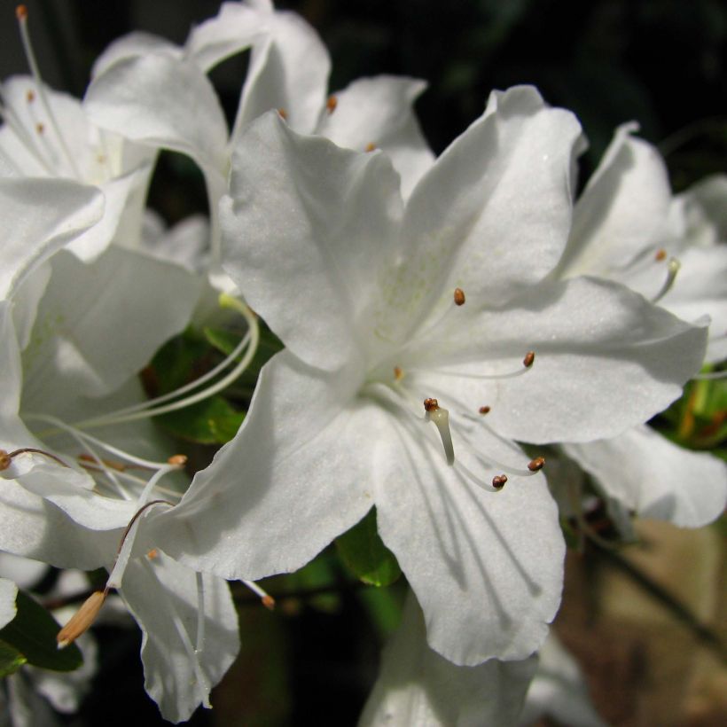 Japanese Azalea Palestrina (Flowering)