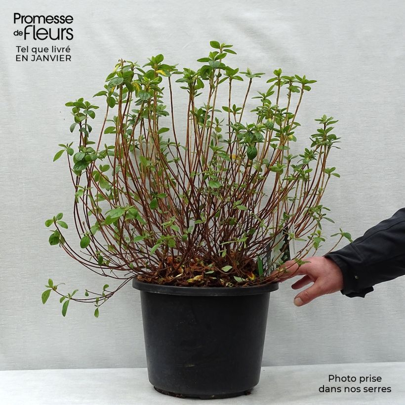 Azalée japonaise - Azalea japonica Palestrina en pot de 12L/15L sample as delivered in winter