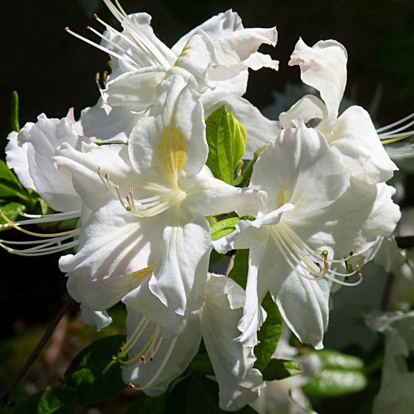 Chinese Azalea Oxydol (Flowering)