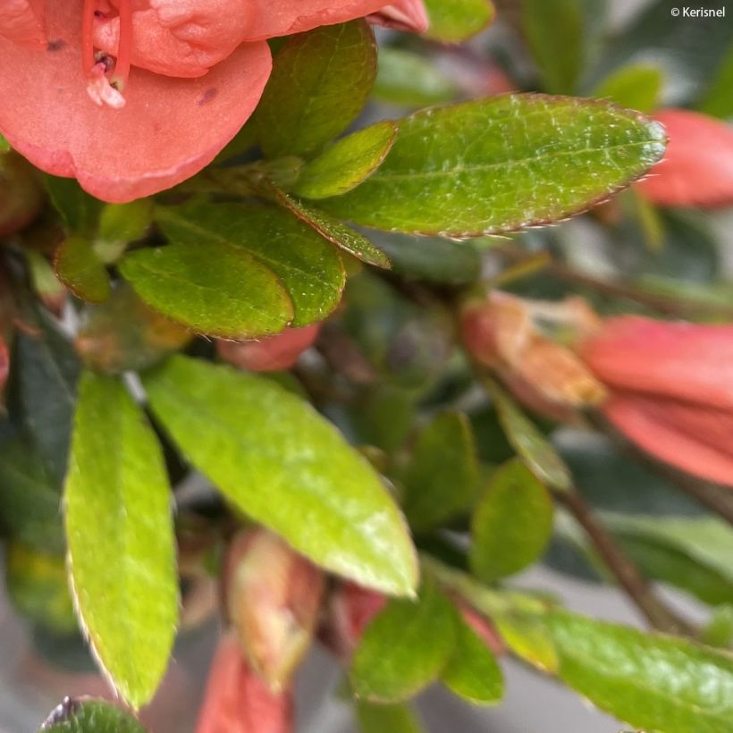 Azalea nakaharae Pink Cascade (Foliage)