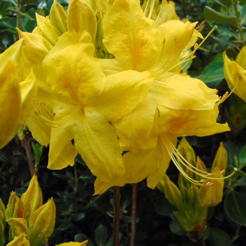 Rhododendron occidentale Anneke - Western Azalea (Flowering)