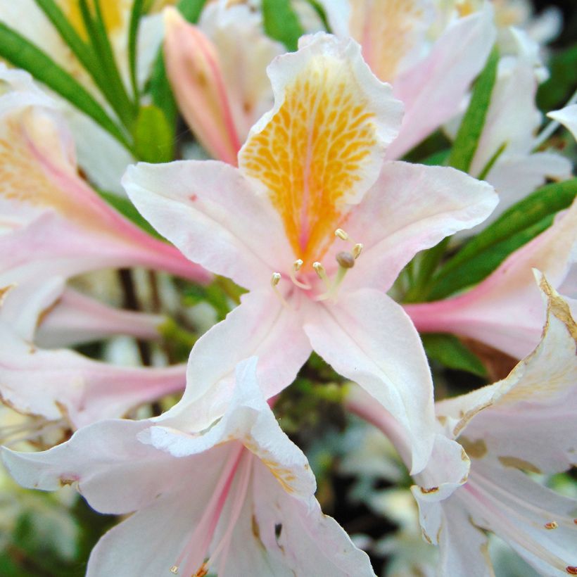 Rhododendron Irene Koster (Flowering)