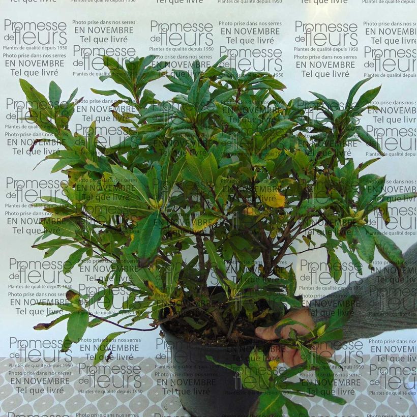 Example of Rhododendron Irene Koster specimen as delivered