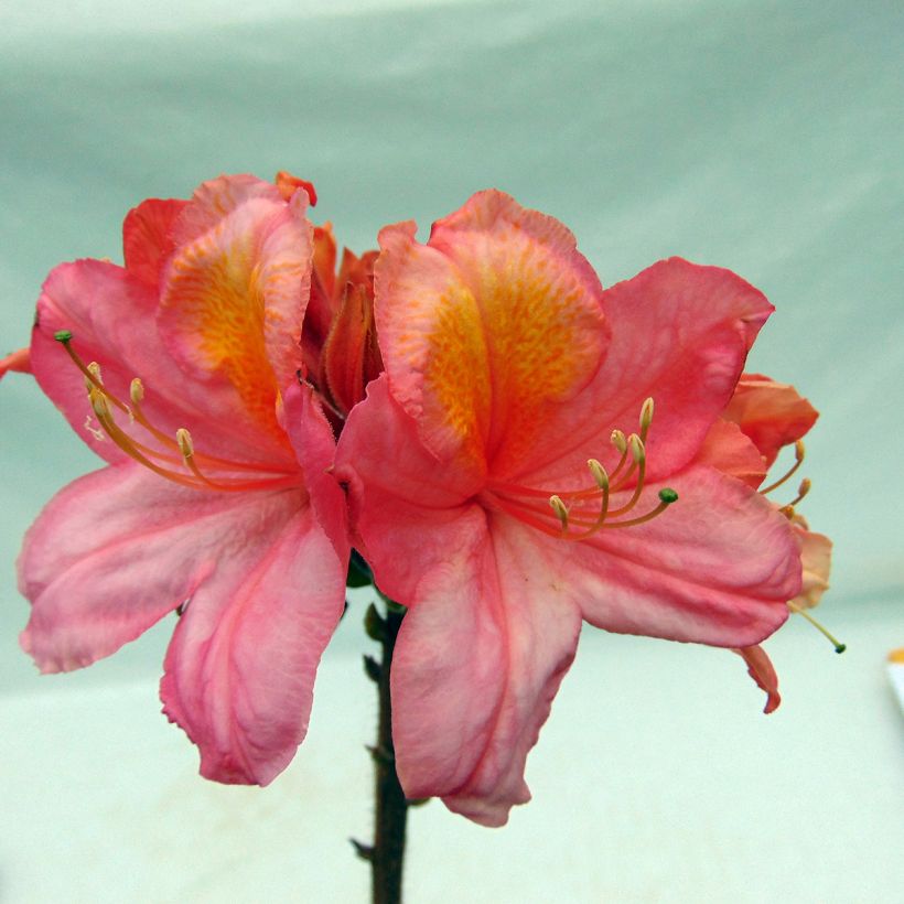 Rhododendron Berryrose - Western Azalea (Flowering)