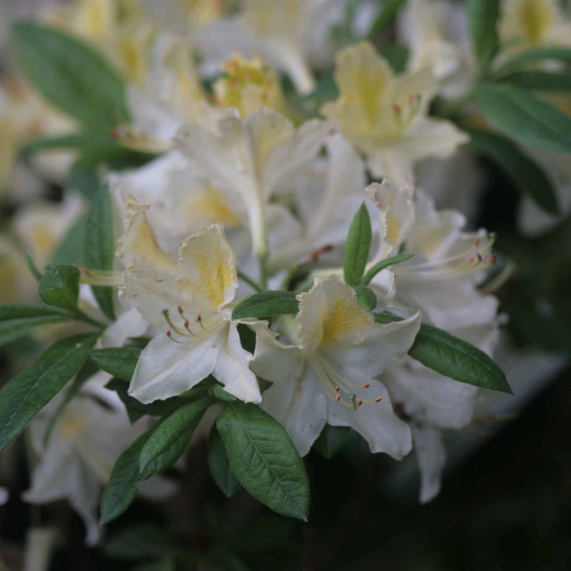 Azalea mollis Daviesii (Flowering)