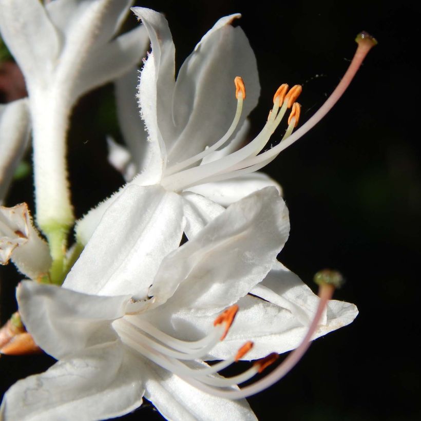 Chinese Azalea Fragrant Star (Flowering)