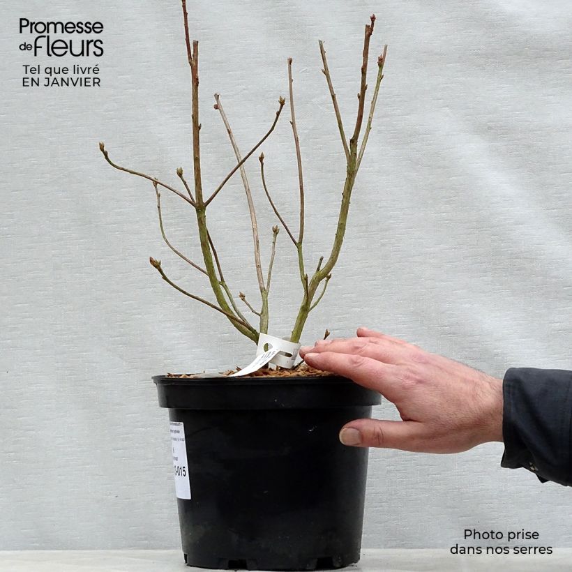 Azalée de Chine Homebush - Rhododendron hybride Pot de 4L/5L sample as delivered in winter