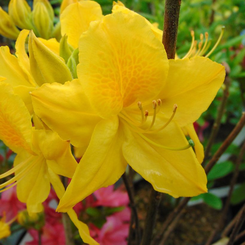 Azalea Lingot d'Or (Flowering)