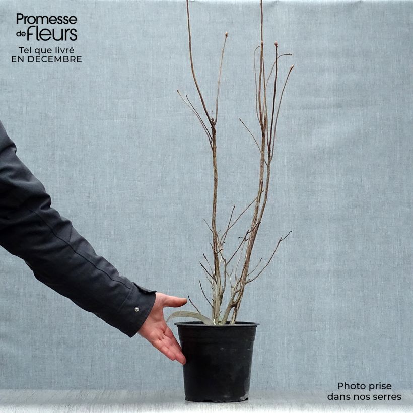 Azalée de Chine Lingot d'Or - Rhododendron hybride Pot de 4L/5L sample as delivered in winter