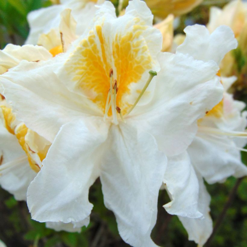 Azalea Mount Rainier (Flowering)