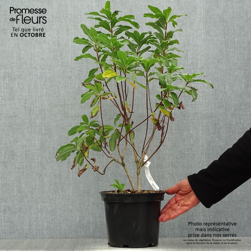 Azalea mollis Peter Koster 4L/5L pot sample as delivered in autumn