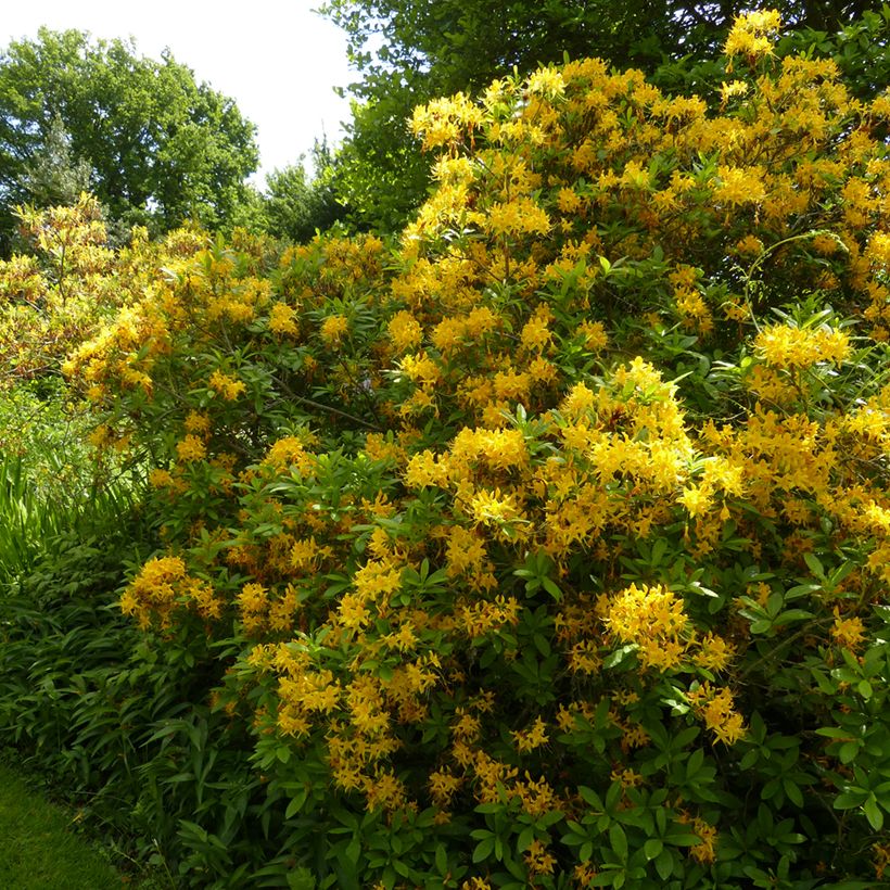 Rhododendron luteum (Plant habit)