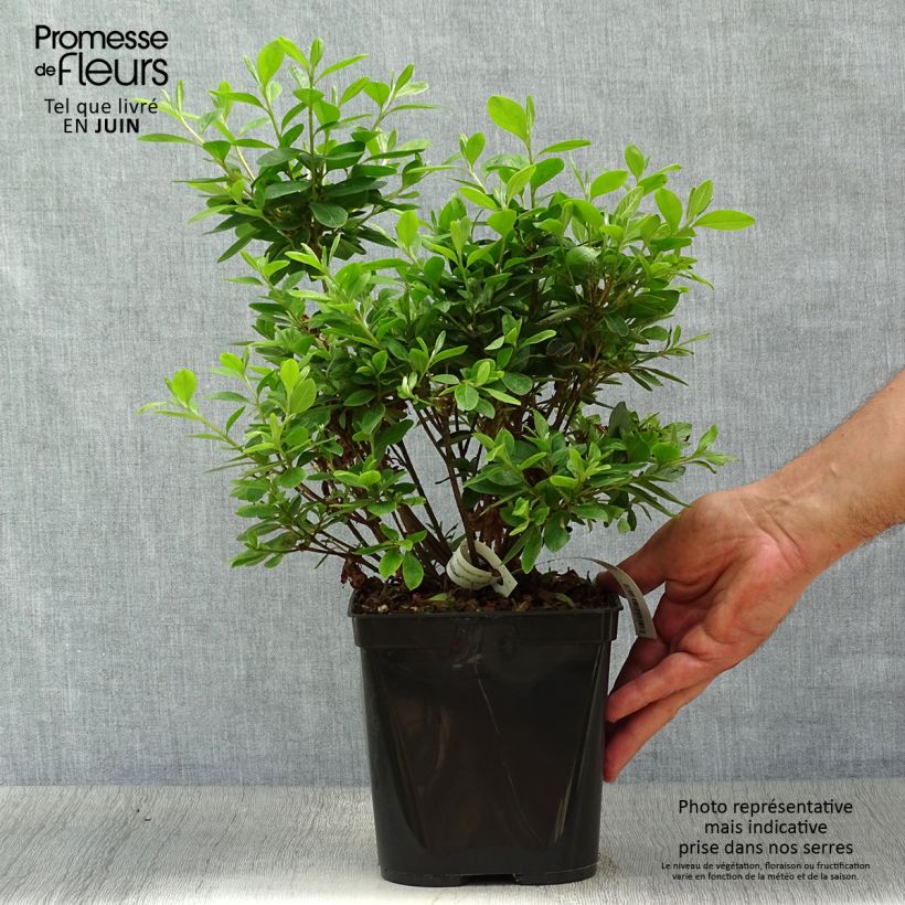 Azalea japonica Als Picotee 2L/3L potShipped height around 25/30cm sample as delivered in summer