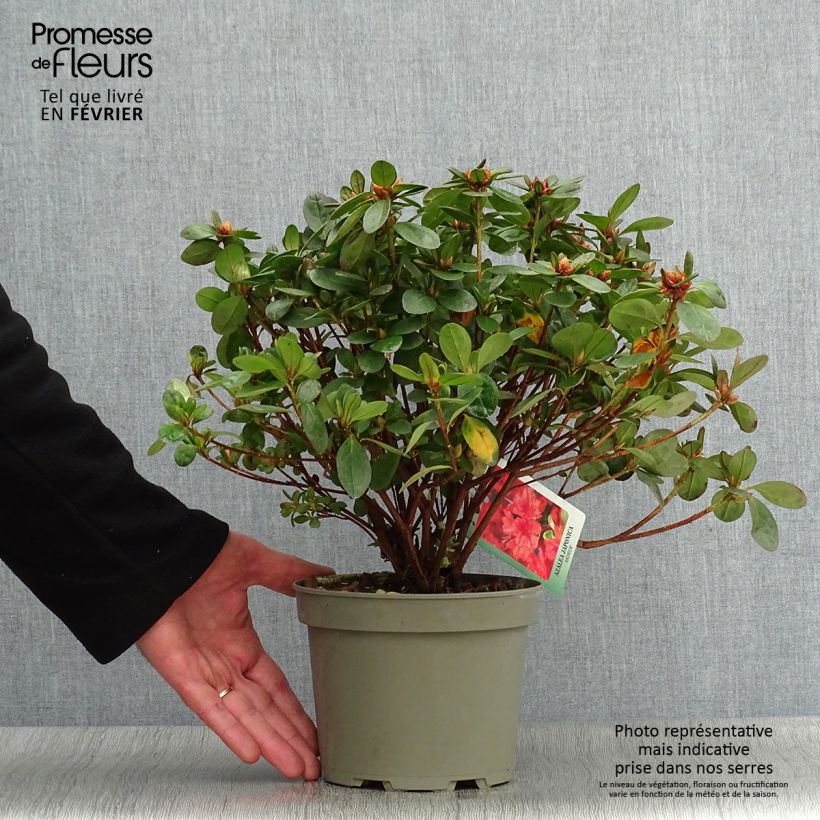 Azalée du Japon Ardeur - Rhododendron hybride Pot de 2L/3L sample as delivered in winter