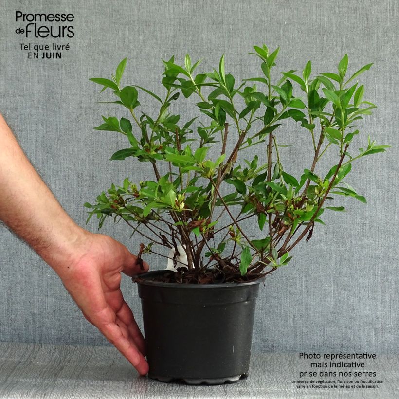 Azalea japonica Blue Danube 2L/3L pot sample as delivered in summer