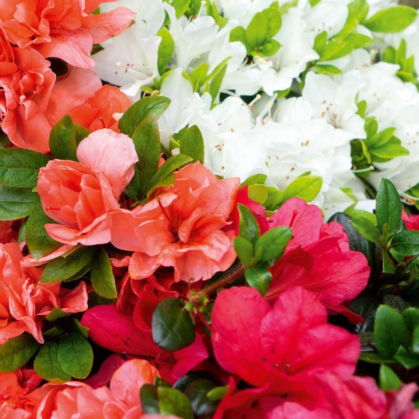 Rhododendron obtusum Fairy Dreams Three Sisters (Flowering)