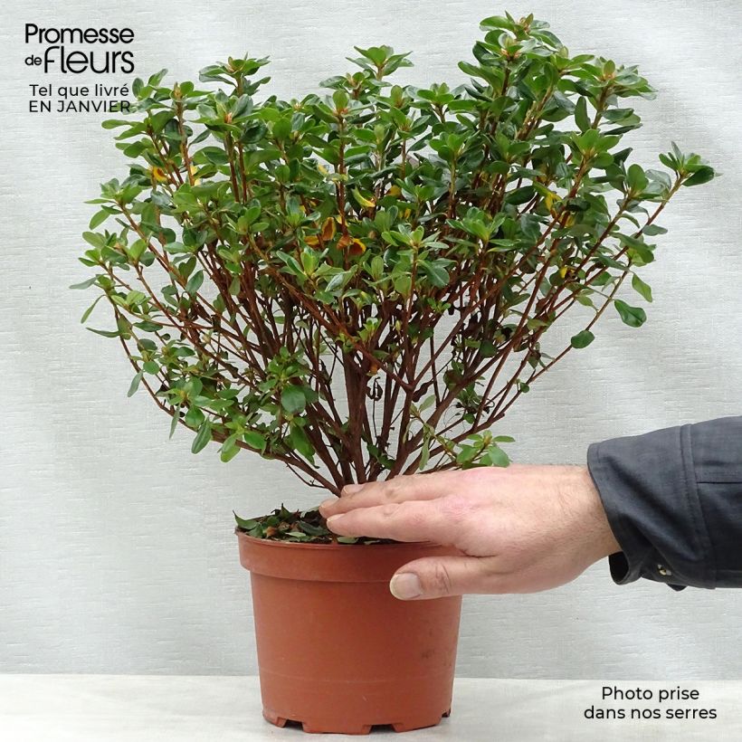 Azalée du Japon Hino-Crimson - Rhododendron hybride Pot de 2L/3L sample as delivered in winter