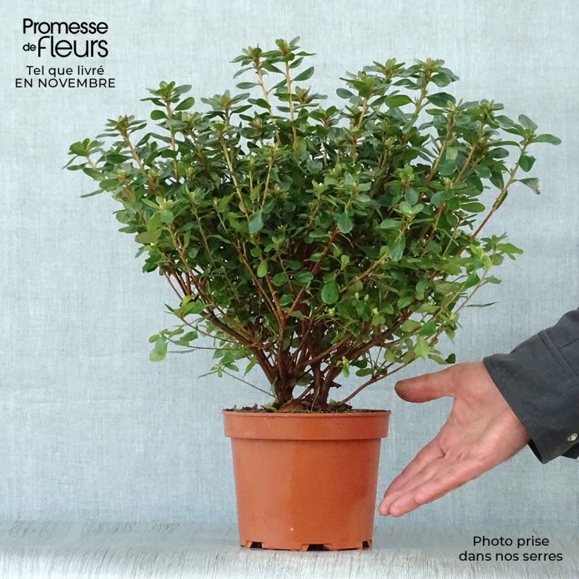 Azalée du Japon Hino-Crimson - Rhododendron hybride Pot de 2L/3L sample as delivered in autumn