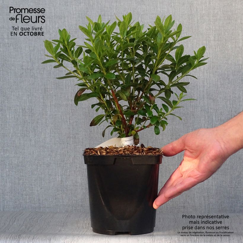 Azalée du Japon Ho Oden - Rhododendron hybride Pot de 2L/3L sample as delivered in autumn